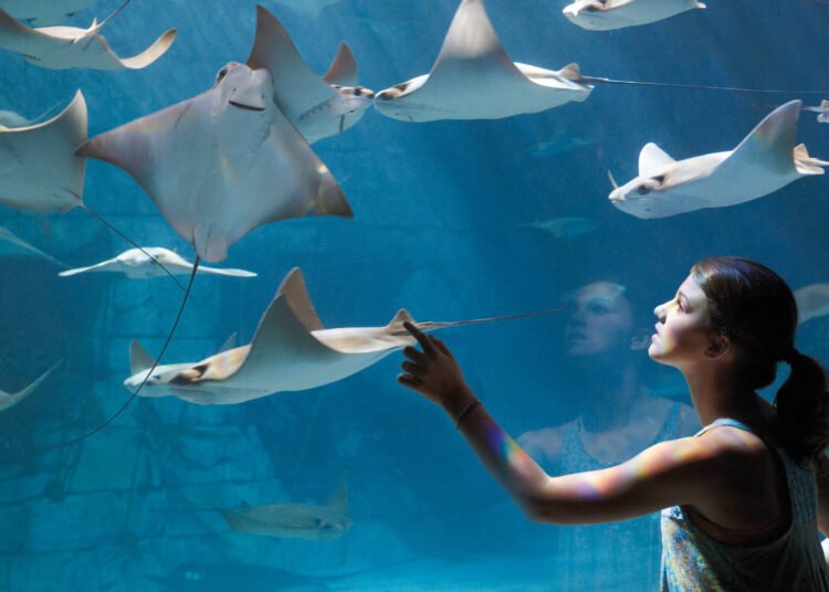 SeaWorld se reinventa após polêmicas sobre maus-tratos – 27/11/2024 – Turismo SeaWorld se reinventa após polêmicas sobre maus-tratos – 27/11/2024 – Turismo